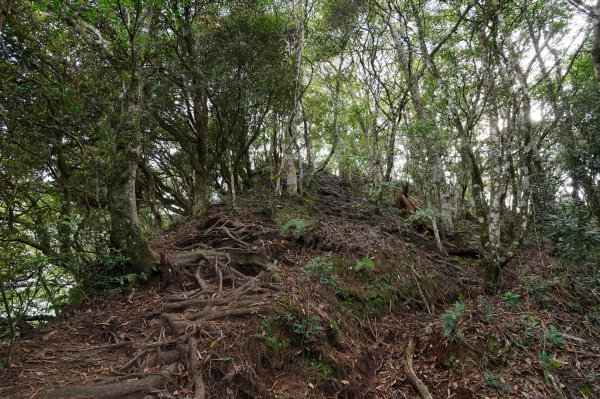 新竹 尖石 高台山、島田山2327050