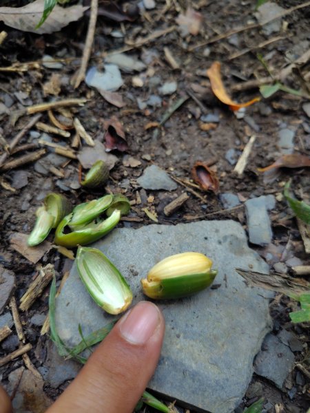 多納六秀 足母山 鬼斧神工一線天 德德山2953028