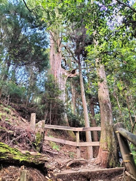 檜山巨木群步道2250294