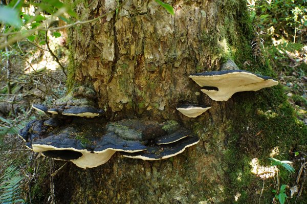 桃園 復興 把家灣山、低陸山2865361