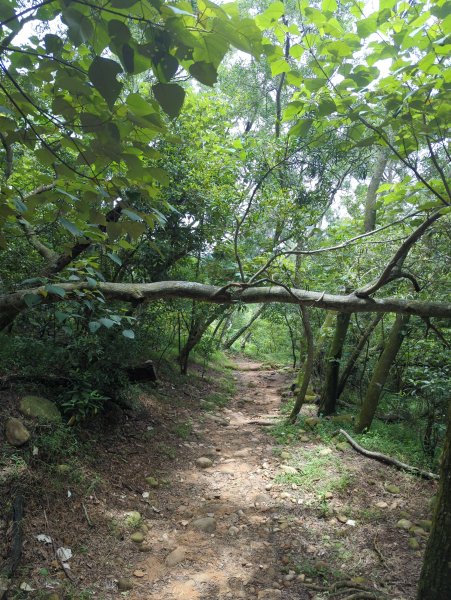 2025.07.12－火炎山、南鞍古道O行縱走2834808