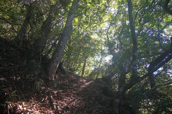 非正規路線上郡大山1504250