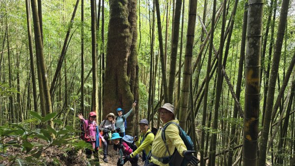 忘憂森林有一種美無法形容，雲霧繚繞，水氣朦朧，全台入園數第一名的森林遊樂區，溪頭自然教育園區2729332