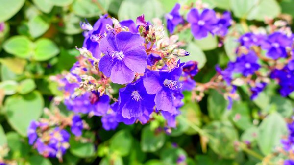 九寮溪自然步道2826875