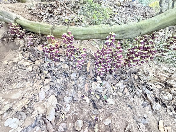 草尾嶺步道血藤花大爆開    2025.3.272748144