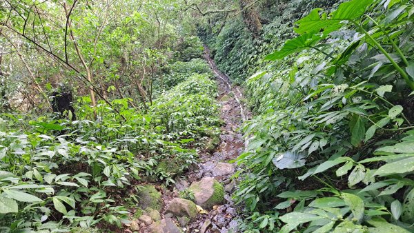 20240305坪頂古圳-登峰圳-內雙溪古道-瑪礁古道-大崎頭步道O繞2447224