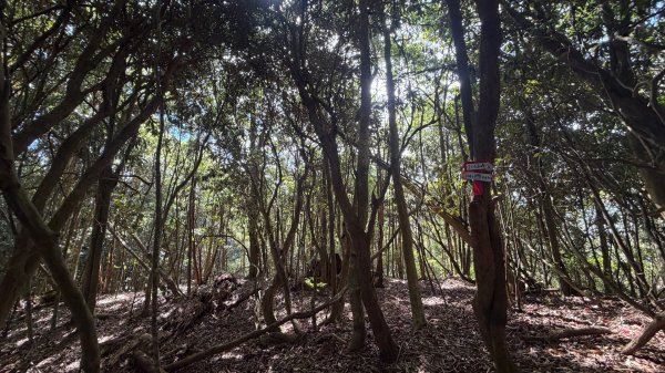 埔里六秀 《有勝山 2105m》2025 12/132961242