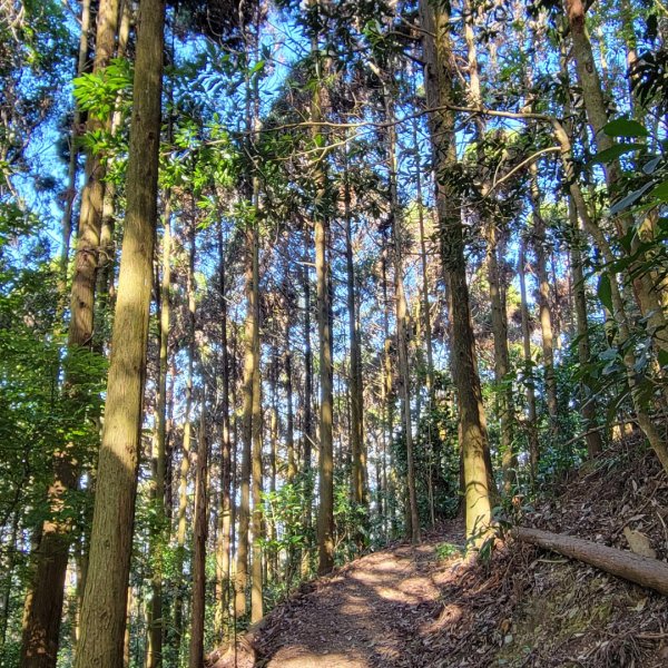 橫嶺山自然步道（木馬古道）1638160