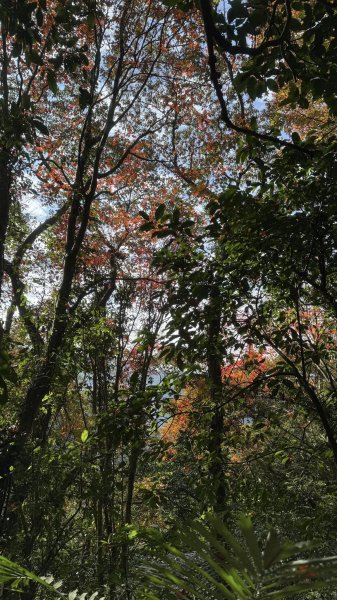 20260117三峽雲森瀑布2990304