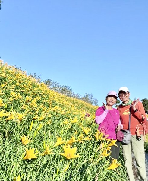 虎山巖賞金針花順撿基石    2025.5.142789441