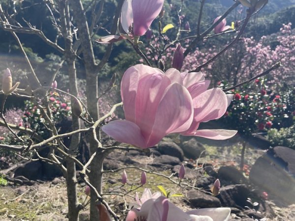 楓樹湖古道3012067