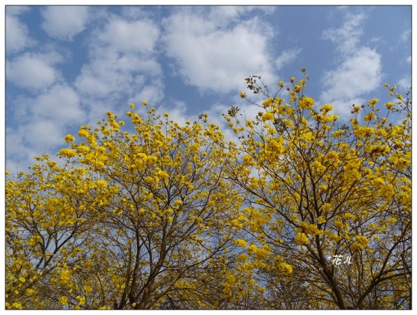 嘉義/朴子溪風鈴木874428