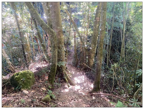 嶺頭山、金柑樹山、忘憂森林 O型一圈2944640
