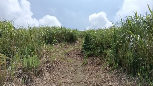 雙溪區不厭亭-牡丹山-金瓜石福德-樹梅坪-不厭亭-金字碑探幽亭-三貂崙-不厭亭8字走3111397