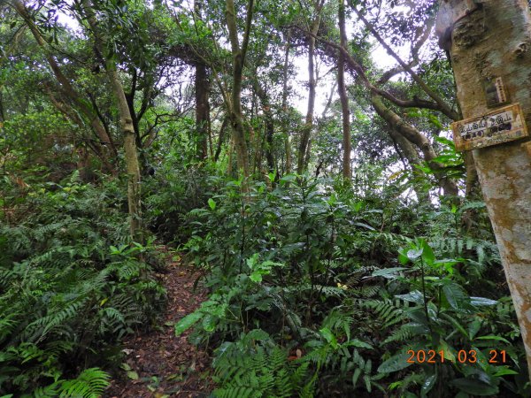桃園 大溪 金面山、金山面山1315351