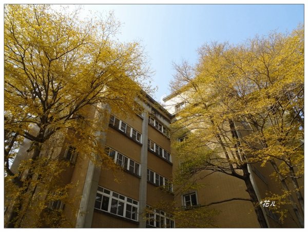 小葉欖仁/黃金雨1634892