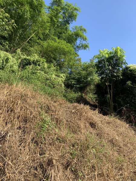 20251122高雄河埧寮2945288