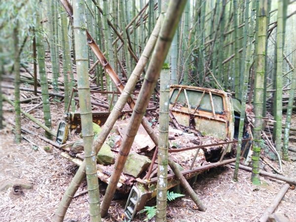 【台中。和平】綠蔭山林滿滿芬多精。大雪山林道 ~1860峰(長壽山)1425614