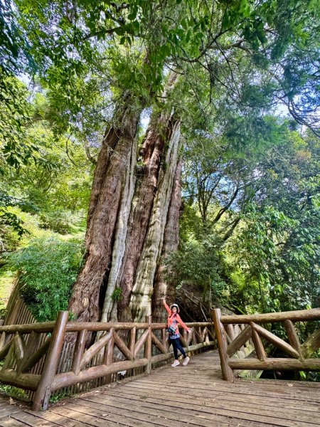 新中橫看玉山 首訪鹿林神木2836983