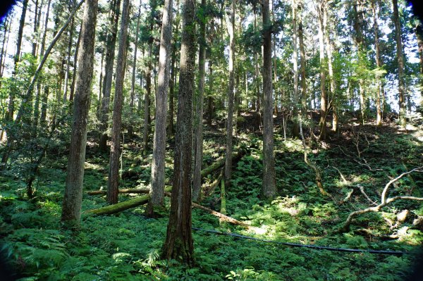 新竹 五峰 鳥嘴山、大窩山2956872