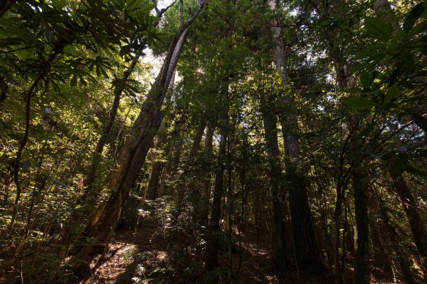 【秀巒-芝生毛台山】砲台遺址1030525