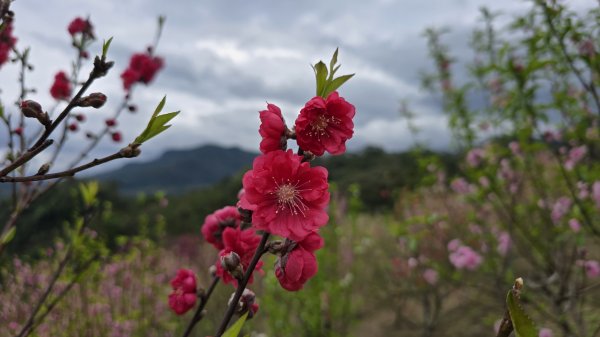 2025貓空杏花林杏花大爆發，粉紅、深紅及白色杏花爭奇鬥艷，從公車站步行20分鐘即抵達2720183