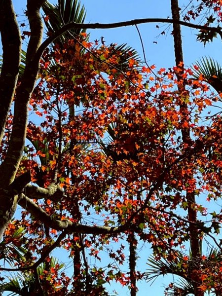 🌈1/4(日)來趣梅嶺~竹子尖山-獵鷹尖-一線天~梅子雞風味餐✨FB：熊熊趴爬走🌈2976858