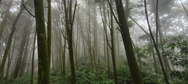 2025/11/02_大崎棟古道+騎龍古道+逃學步道2929067