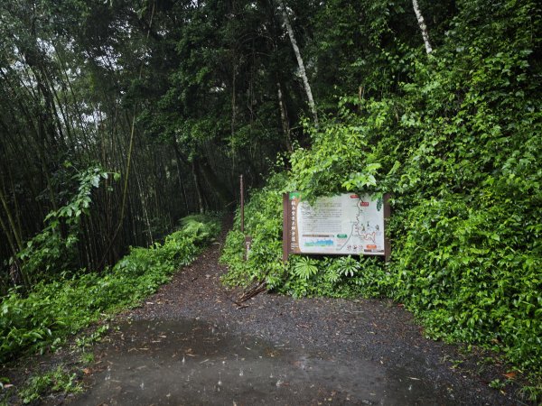 2025_0525 鎮西堡巨木群步道（B區）2797695
