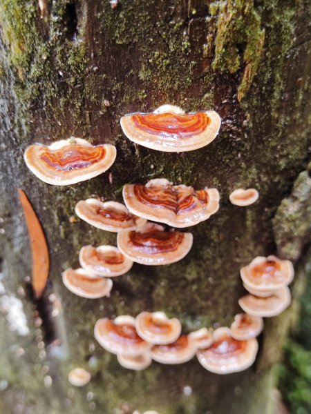 2026年元旦升旗快閃七星順探紫明溪2973994