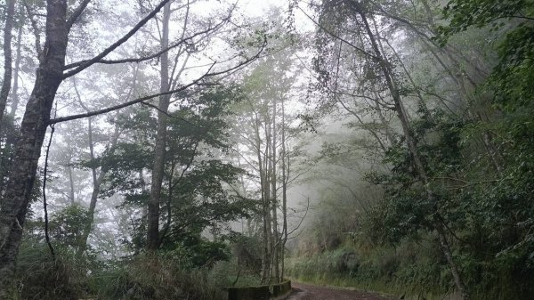 20251010 大雪山國家森林遊樂區 - 船型山林道 登 烏石坑山2911053