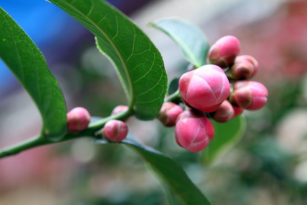 杉林溪賞花872570