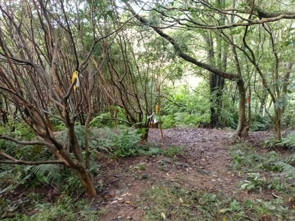 石碇南港區深按頭山+深按頭西峰+三層崎山+灰窯山+土庫岳東峰+土庫岳+山豬窟尖+更寮腳山+大豐山2976882