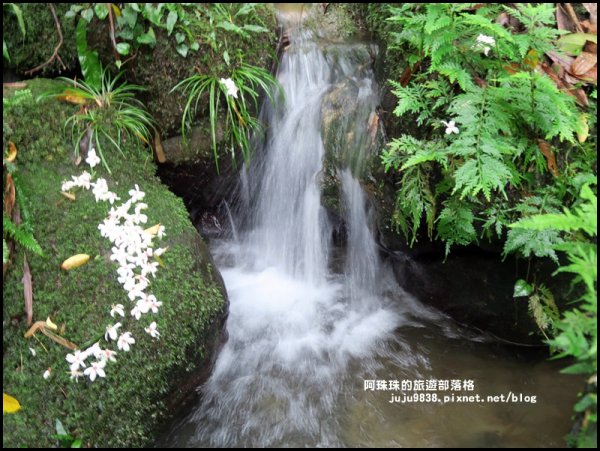 小粗坑古道賞桐花582254