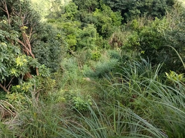 瑞芳區驚險驚嚇+短暫迷途的半屏大瀑布(瀑布稜)+小錐麓古道2886049