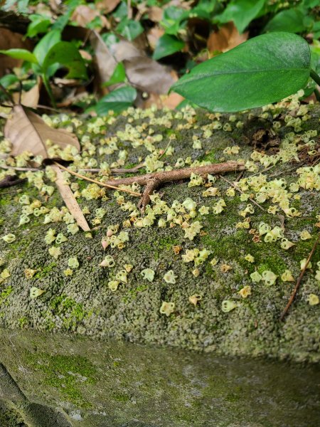 挑水古道+十八觀音步道+大峰巷步道+碧山古道O繞2766202