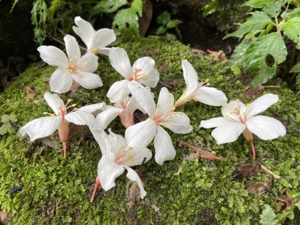 大艽芎古道登溪洲山| Mt.Xizhou |水中土地公廟|峯花雪月2502386