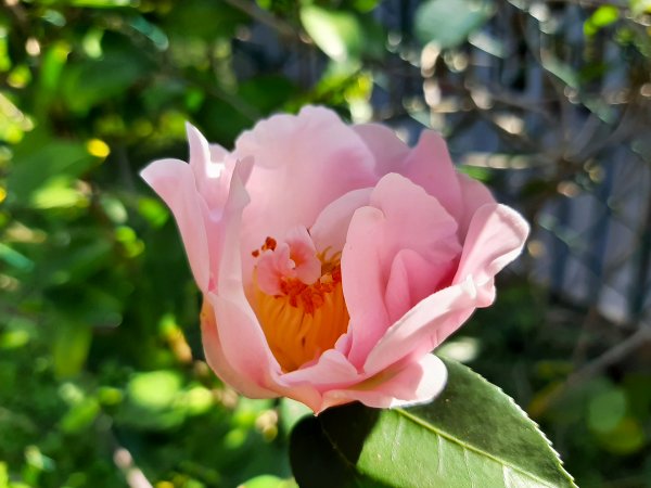 粉粉三色櫻、木蓮花、山茶花爭奇鬥艷814420