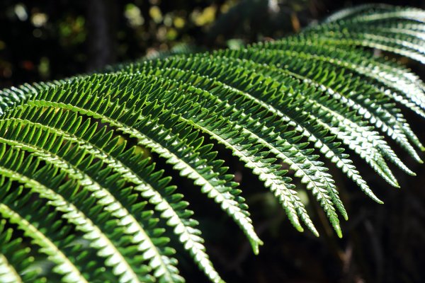 夏威夷火山國家公園613278