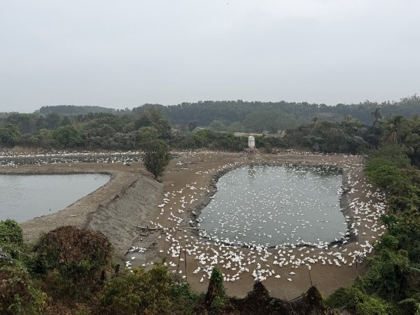 [山海圳_大圳之路_第一段] 2026_0228 茄拔天后宮_南湖口_曾文溪渡槽橋3009201