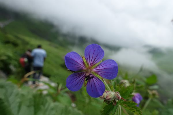 印度花之谷國家公園健行攻略(1)