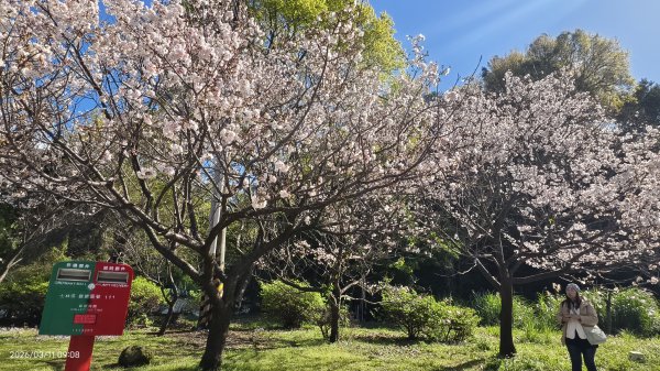 #中山樓 #陽明公園 #十八份 #吉野櫻 #墨染櫻（花葉同開/右側/左側大寒櫻） 3/113013195