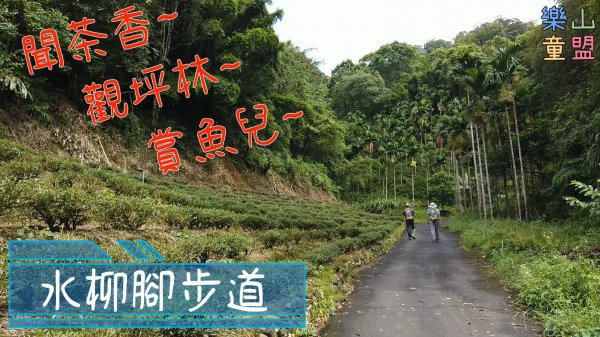 [新北坪林] 水柳腳登山步道(水柳腳-觀音台-坪林吊橋)