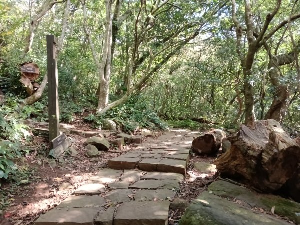 北投區清天宮步道+面天山+向天山+向天池+興福寮步道+頂青礐古道P字走2960033