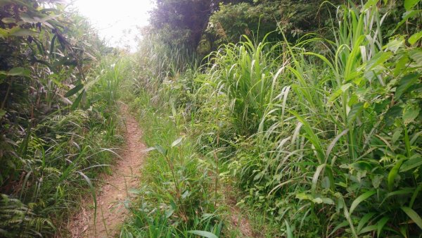 鵝公髻山和東北峰連走1727447