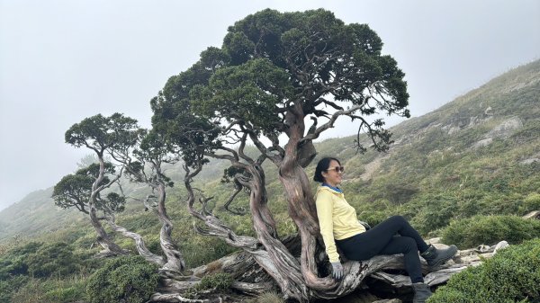 我的第一個百岳~合歡北峰+石門山          氣溫19~11度2313301