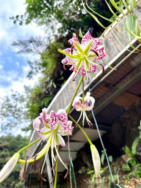 平溪滴水觀音 /台灣原生種艷紅鹿子百合