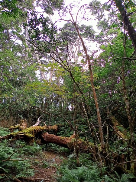 塔曼山：新北市第一高峰之樹的國度1860929