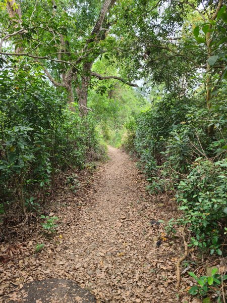 挑水古道+十八觀音步道+大峰巷步道+碧山古道O繞2766201