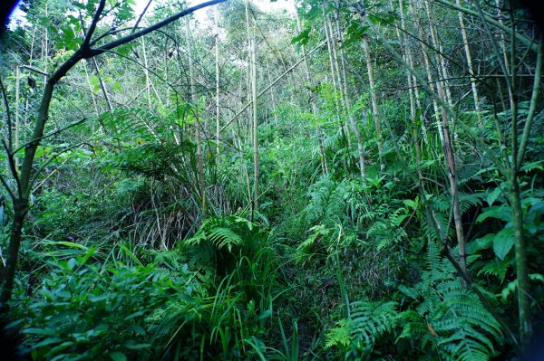 苗栗 南庄 紅毛山、無名山、大坪山2943089